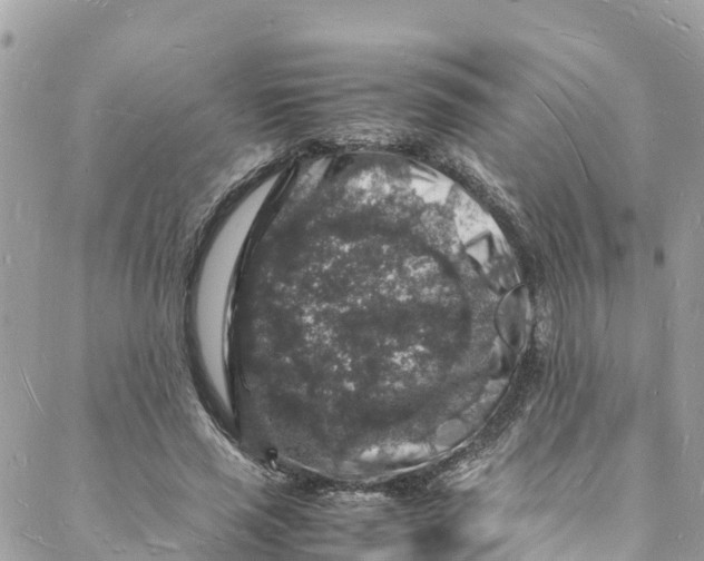 X0000088030637200706011350