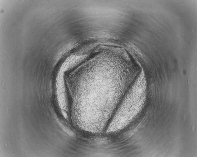 X0000088030638200706011350