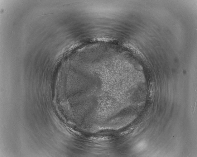 X0000088030639200706011350