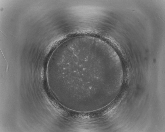 X0000088030640200706011350