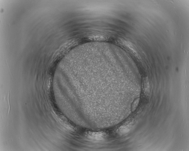 X0000088030645200706011350