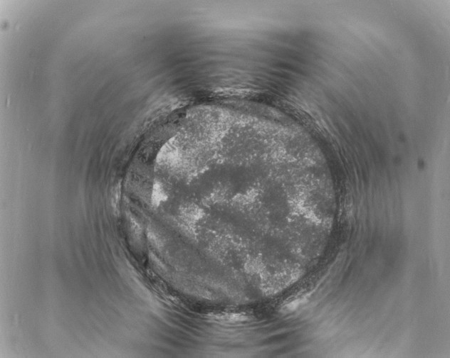 X0000088030647200706011350