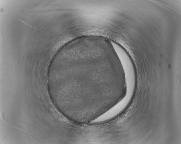 X0000088030673200706011350