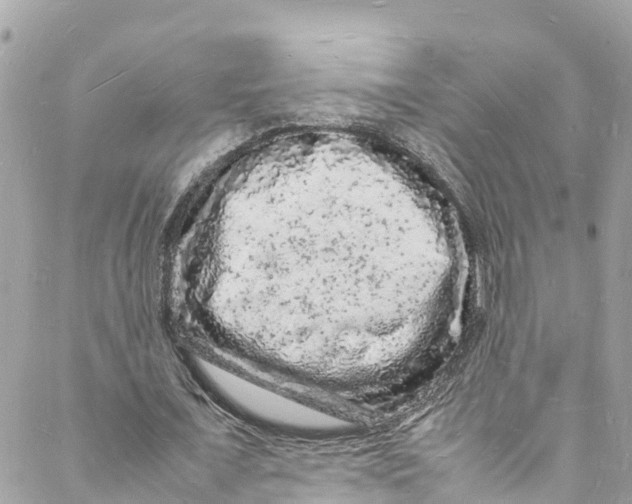 X0000088030675200706011350