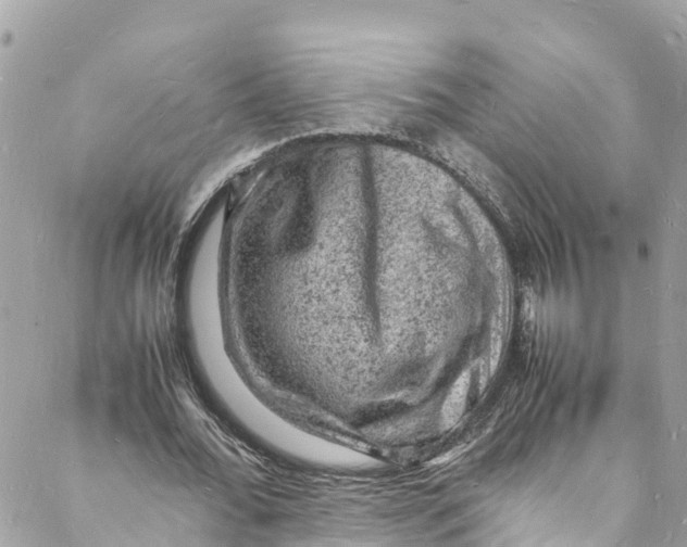 X0000088030676200706011350