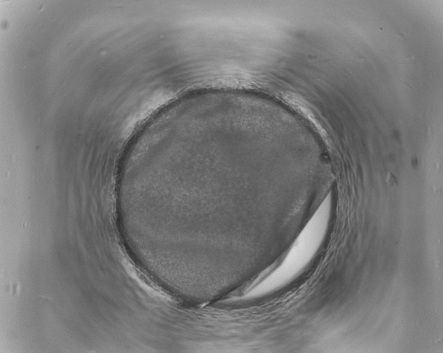 X0000088030677200706011350