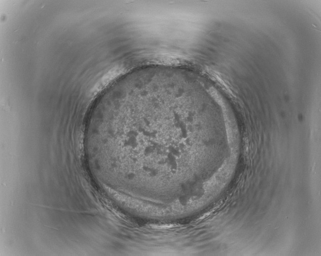 X0000088030679200706011350