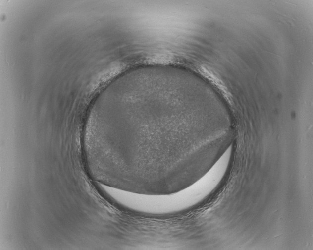 X0000088030681200706011350