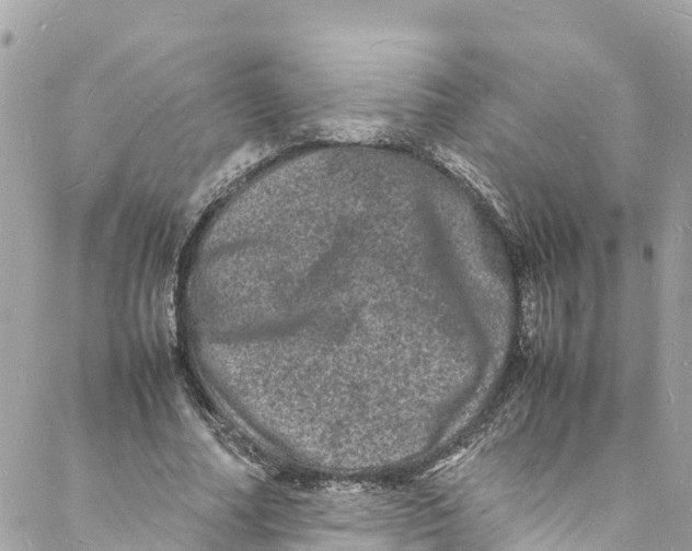 X0000088030682200706011350