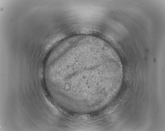 X0000088030683200706011350