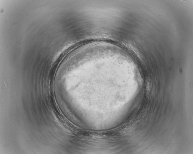 X0000088030684200706011350