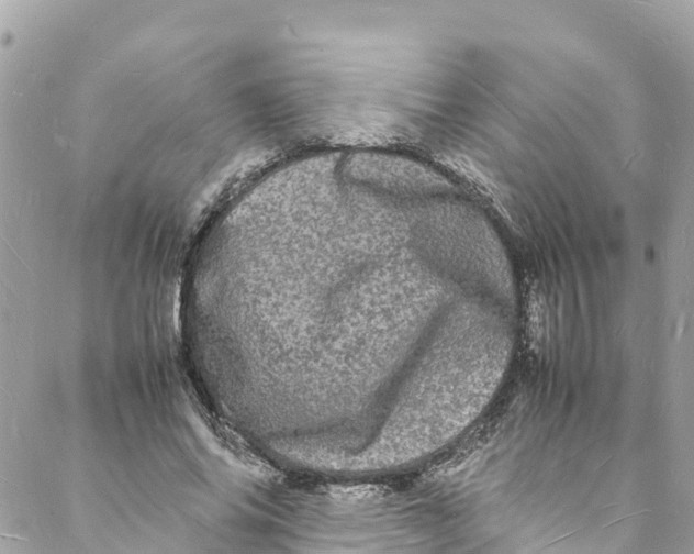 X0000088030686200706011350