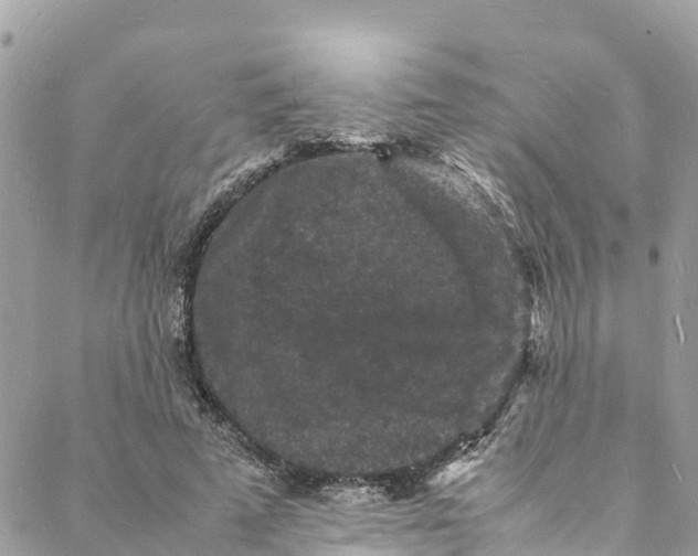 X0000088030689200706011350