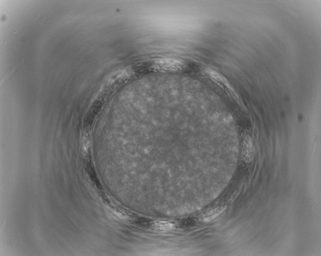 X0000088030701200706011350