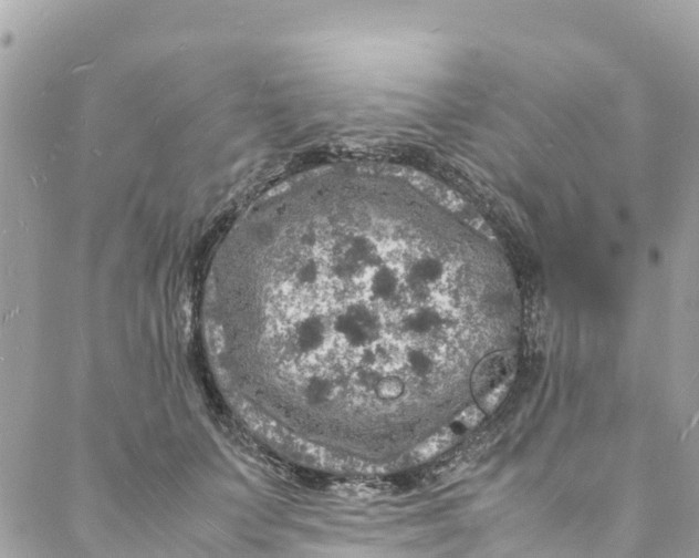 X0000088030703200706011350