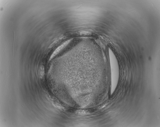 X0000088030704200706011350