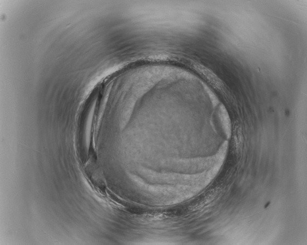 X0000088030728200706011349