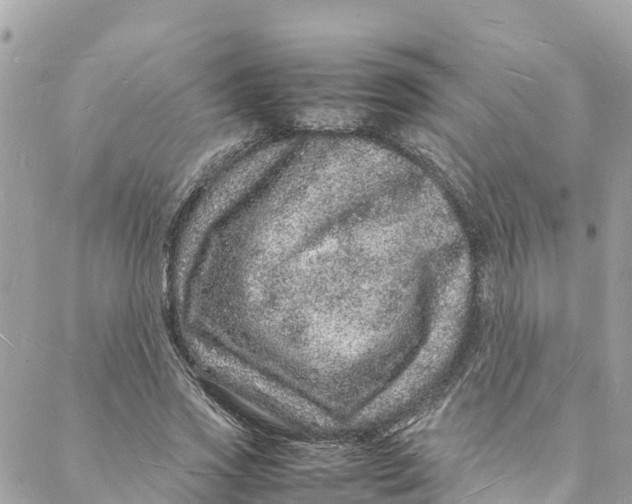 X0000088030733200706011349