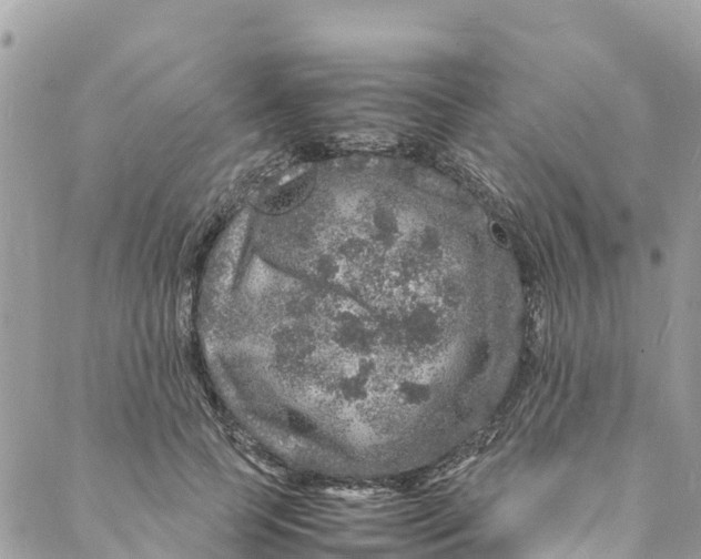 X0000088030745200706011349