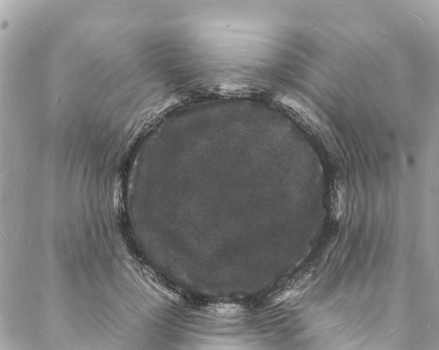 X0000088030748200706011349