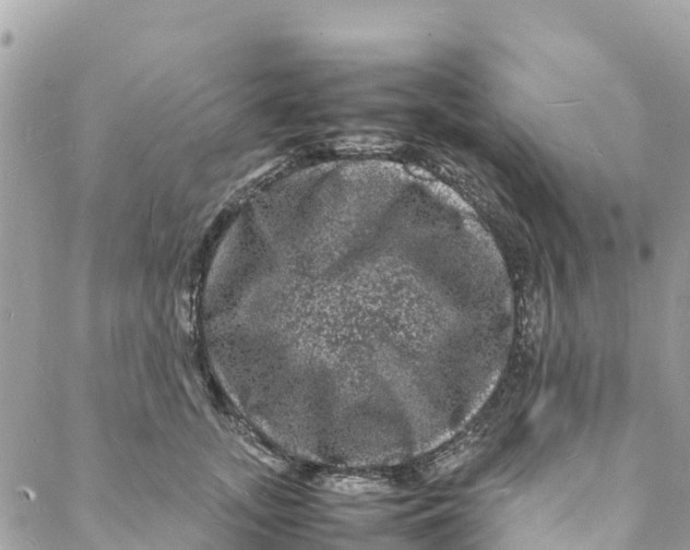 X0000088030755200706011349