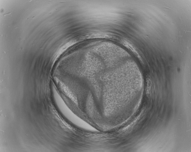 X0000088030786200706011348