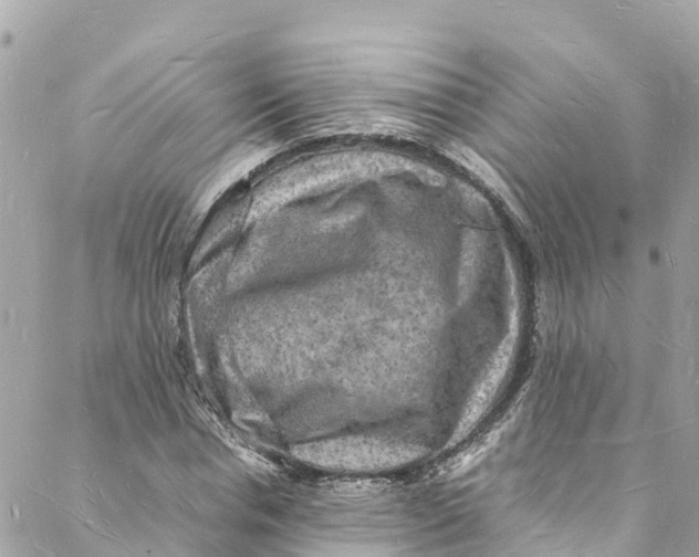 X0000088030826200706011347