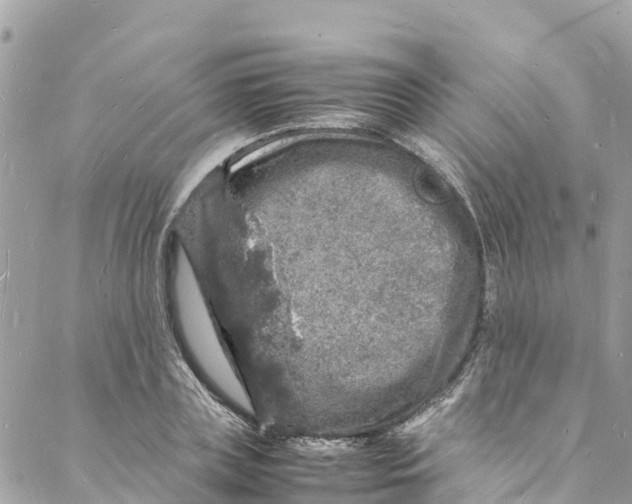 X0000088030835200706011347