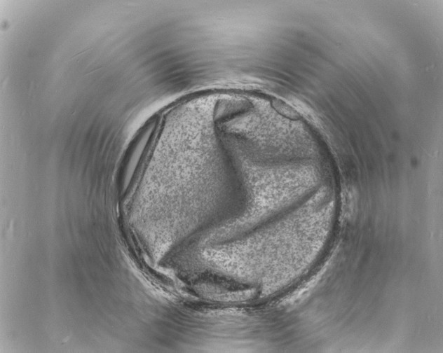 X0000088030838200706011347