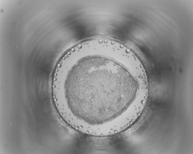 X0000088030856200706011348