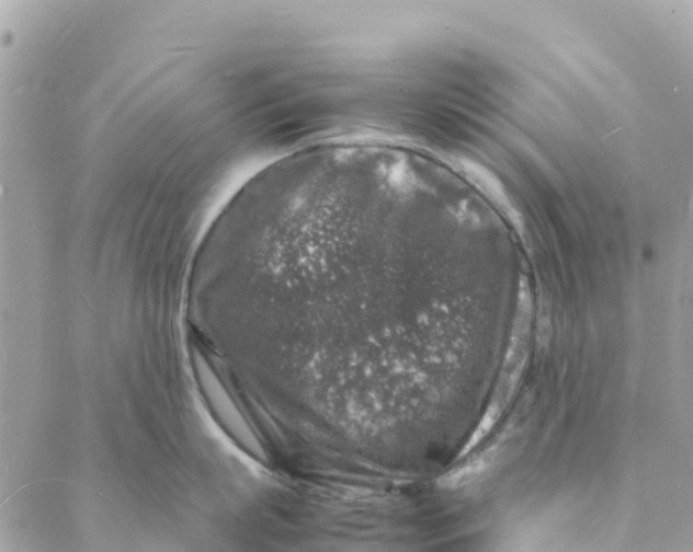 X0000088030863200706011348