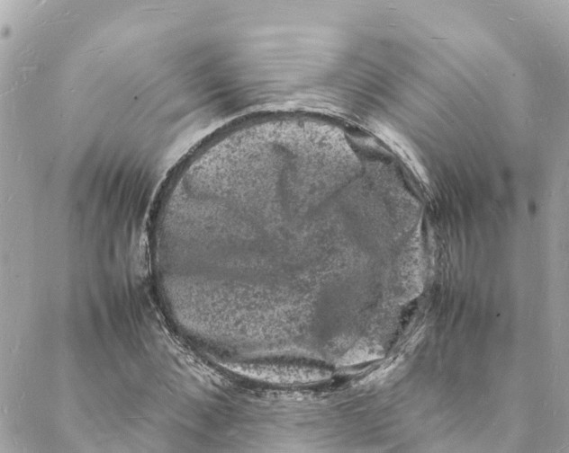 X0000088030876200706011347