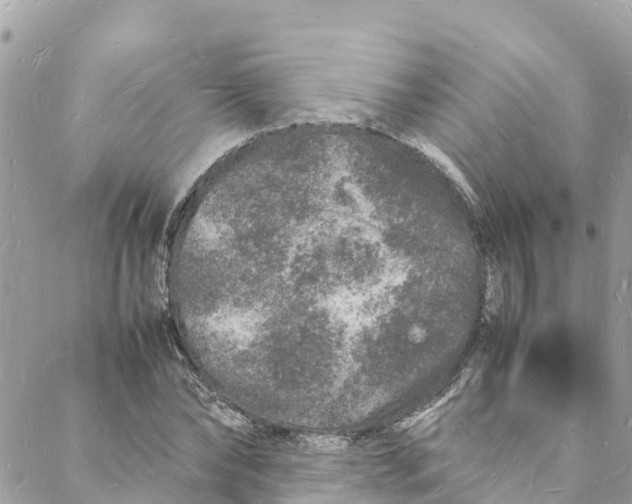 X0000088030878200706011347