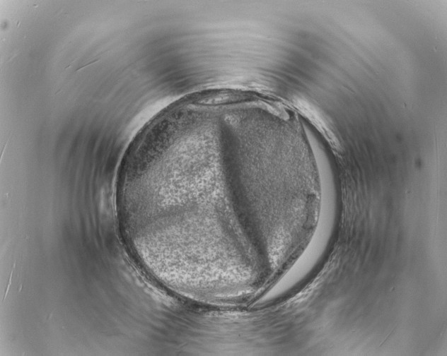 X0000088030884200706011347