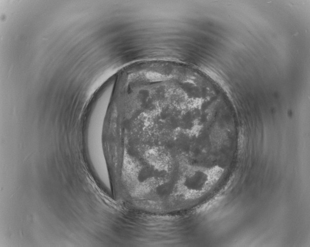 X0000088030925200706011346