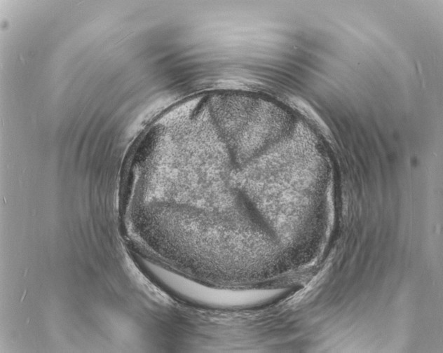 X0000088030938200706011346