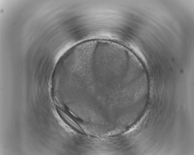 X0000088030944200706011346