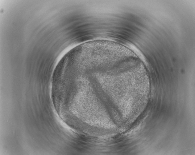 X0000088030955200706011346