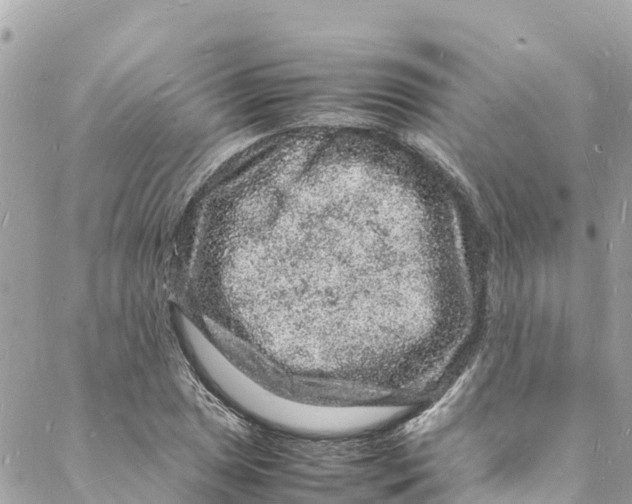 X0000088031025200706011344