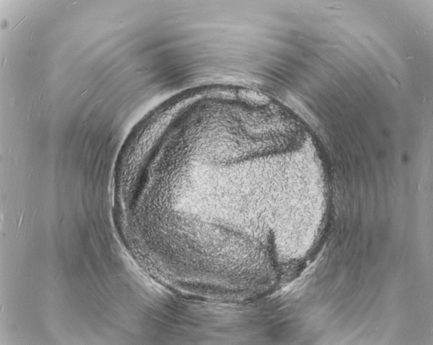 X0000088031028200706011344