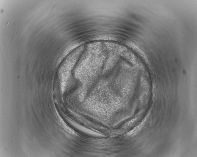 X0000088031033200706011344