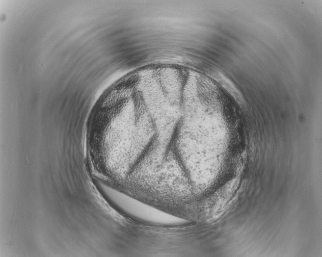 X0000088031036200706011344