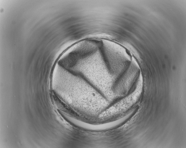 X0000088031044200706011344