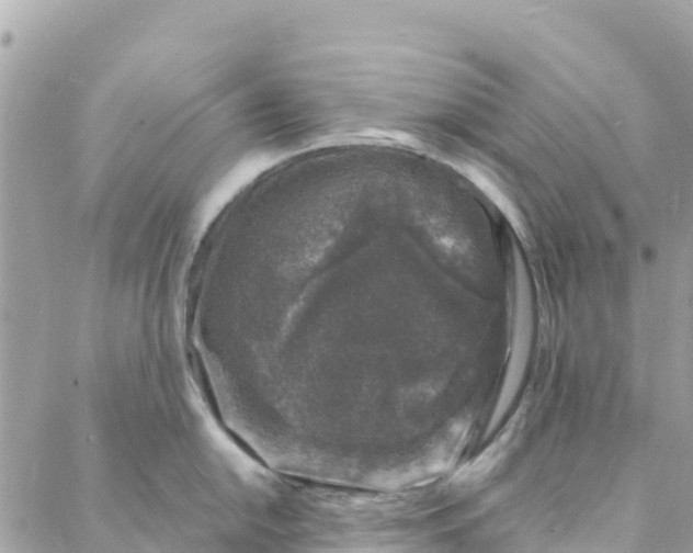 X0000088031054200706011345