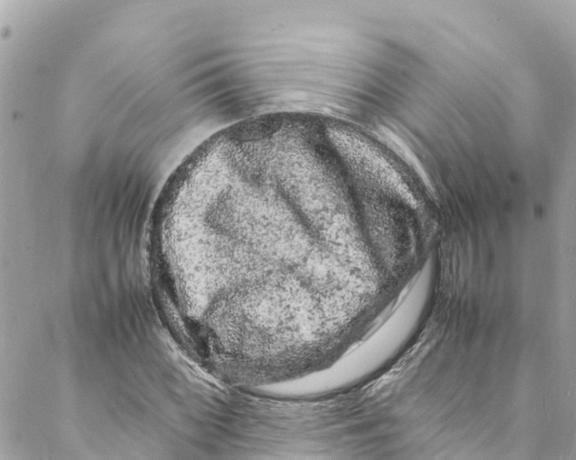 X0000088031068200706011344