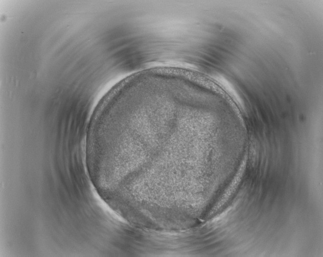 X0000088031100200706011343