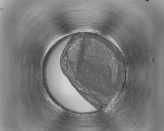 X0000088031116200706011342