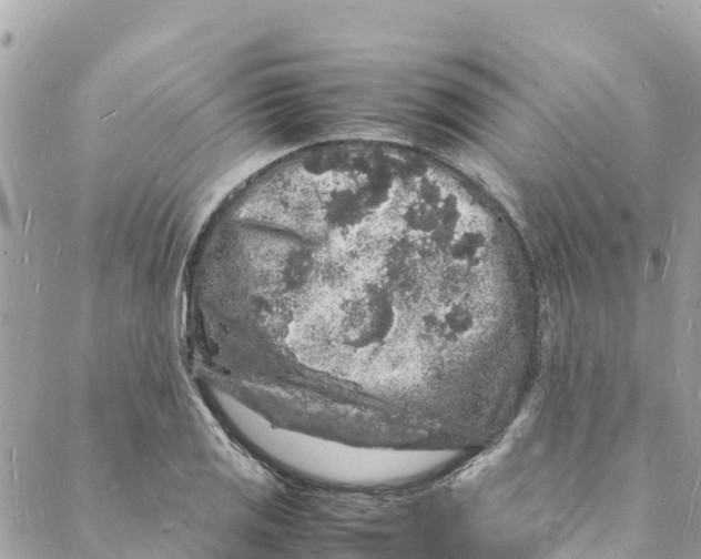 X0000088031125200706011343