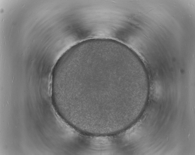 X0000088031126200706011343