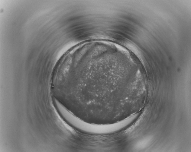 X0000088031141200706011343